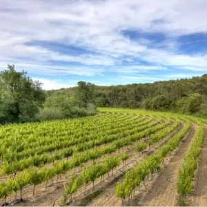 Découvrez le rosé du cabernet d'Anjou 