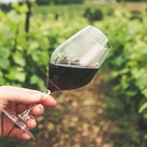 Décryptage des vins bio, naturels et biodynamiques avec Enosens